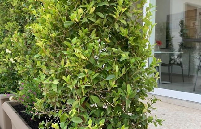 Thalya Luxury Rooms - Foto 34