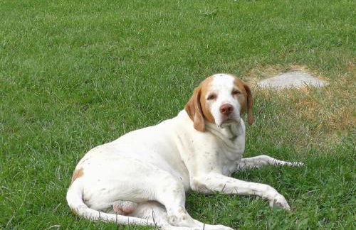 Agriturismo Corte Roeli - Foto 9