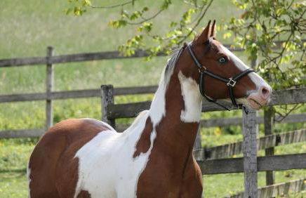 Ferienhof Henn - Foto 11