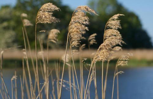 Ferienwohnung Boddenblick - Foto 14