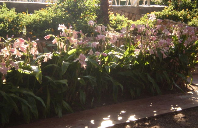 Apartamentos El Oasis - Foto 30