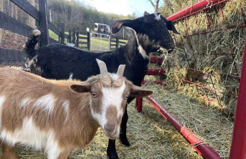 Blue Ridge Cottage Modern Solace in the Mountains - Foto 29