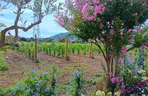 Sole e Luna nella Vigna - Foto 50