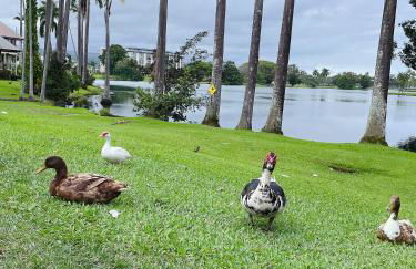 Studio in Hilo Center with Pool and Lake Views - Foto 34