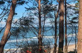 PINEA BALTIC - Double Sea View - Apartment z widokiem na morze - Photo 24