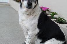 Pousada Bella Vista - no coração do Vale dos Vinhedos - Foto 37