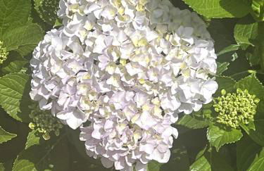 Casa Pinheiro - Foto 26