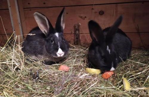 Ferienhaus Pauline - Foto 21