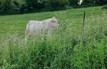 la clé du bouton d'or - Foto 26