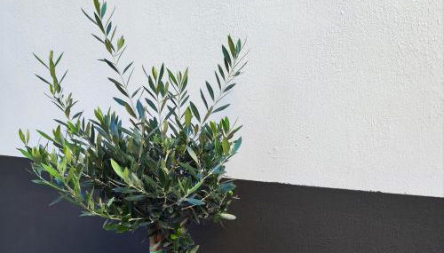 Arahova Pansion - Foto 5