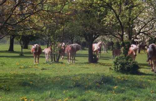 Ferienwohnung Siebmann - Foto 29