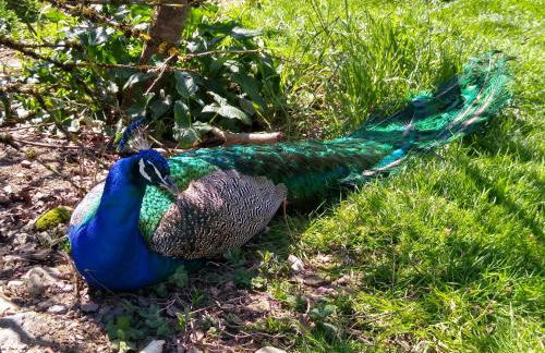 Ribera Sacra ( apartamento Rural ) - Foto 24