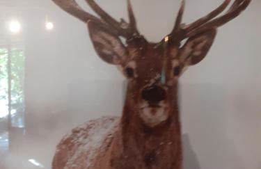 La Cabane des Trappeurs - Foto 40