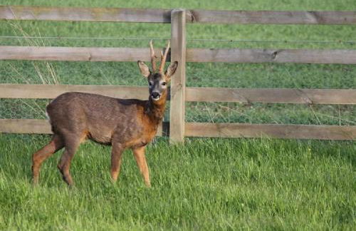 Fern Lodge - Luxury Lodge with steamroom in Perthshire - Photo 27