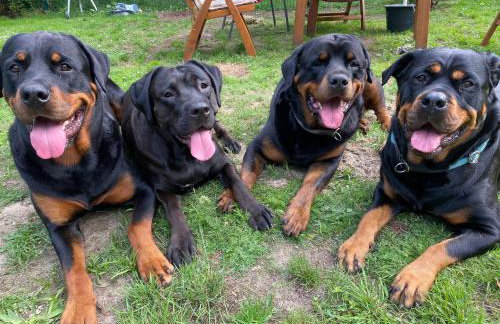 Stilvolle Ferienwohnung unter Reet in Windbergen - Foto 20