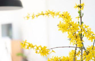 Lilias Ferienwohnung - Foto 9