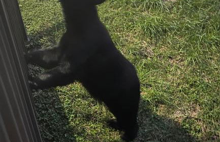 Bears Among Us - Foto 22