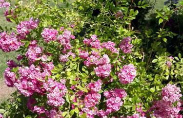 Ferienwohnung Ott - Foto 12