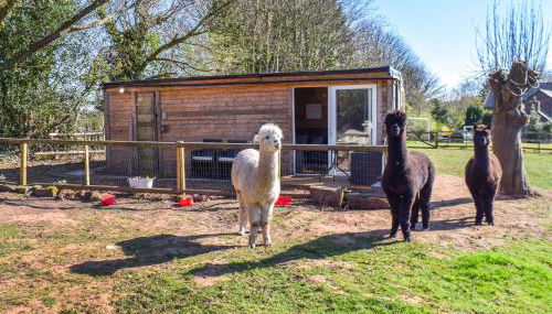 Alpaca Lodge - Photo 1