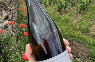 Condrieu, le Châtillon au cœur du vignoble belle vue sur vallée du Rhône - Foto 13