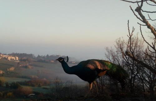 la cana dolce - Foto 18