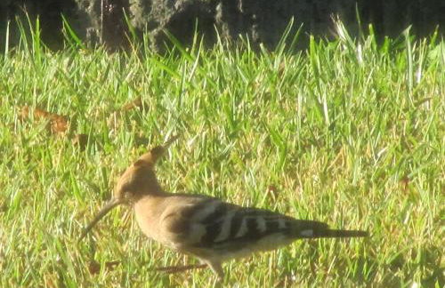 Villa Vecchio - Foto 27