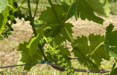 Tenuta Le Mandorlaie, Agriturismo in Scansano - Foto 45