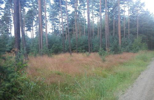 Ferienwohnungen 3 Birken - Foto 9