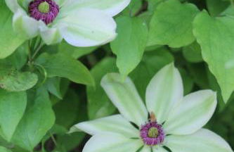 Dromore House Historic Country house - Foto 71