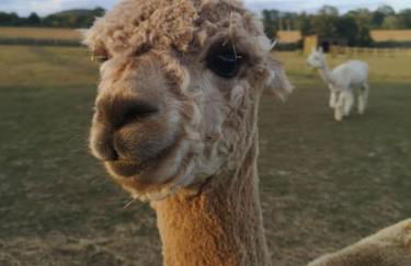 Willow Cottage in idyllic location - Foto 17