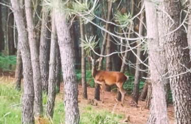 Em Xisto - Casas de Montanha - Casa Xisto Nascente - Foto 15