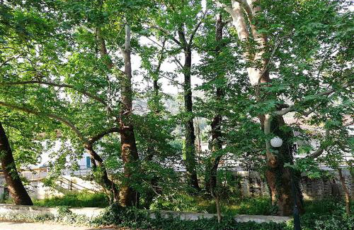 "The plane trees" - Foto 36