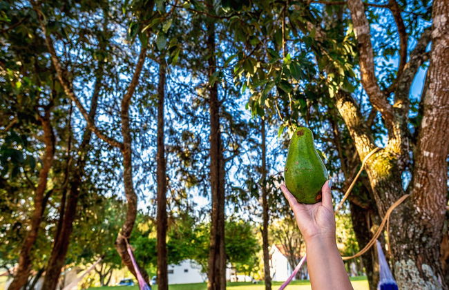 Sítio com piscina e lagoa particular - Photo 47