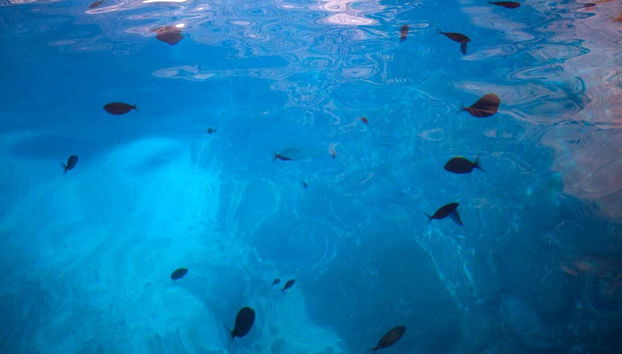 Cabrera Island Boat Tour - Foto 5