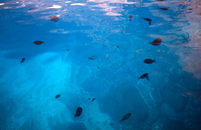 Cabrera Island Boat Tour - Foto 5