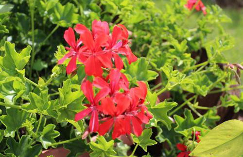 DS Apartment Porec - Foto 17