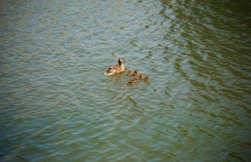 Country Hideaway at Mountain Lakes Resort - Foto 16