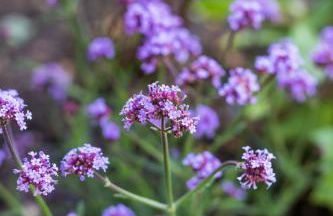 Ort Lemkenhafen "Seeblick" - Foto 25