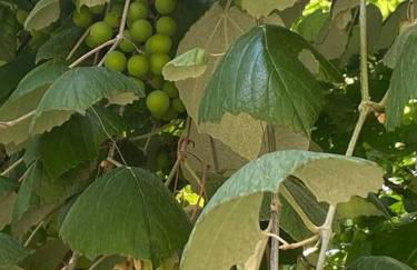 Cabin 2 - steps from the river! - Foto 13