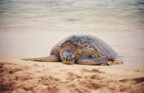 Breezy Beachfront Bali-Style Haven 180 Degree OceanView - Photo 17