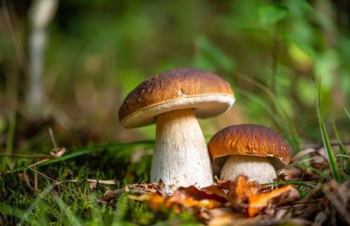 Le Mazet de la Régordane - Foto 7