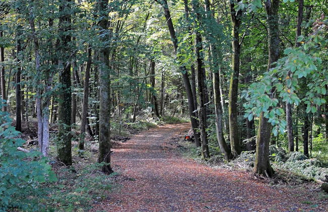 Chalet in Gerolstein Forest Holiday Park - Foto 15