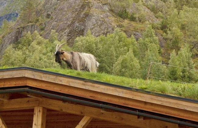 AMAZING HARDANGER FJORD: Private guided round trip from Bergen, 10 hours - Photo 42