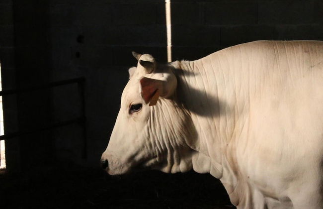 Agriturismo Valdifiori - Photo 11