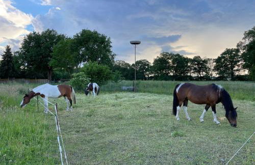 Ferienhof Bühne - Foto 6