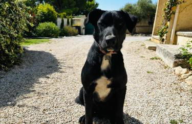 La Pitchoune : Gîte aux pieds des Alpilles - Foto 25