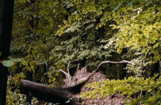 Okno na Beskidy - Foto 46