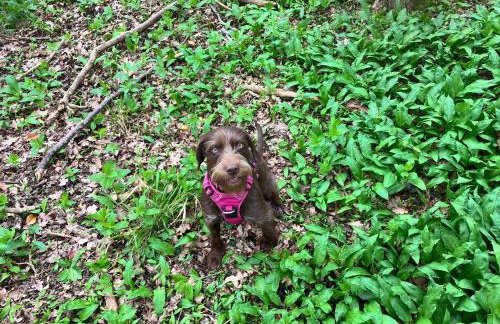 Simpers Drift, Great Glemham - Photo 39