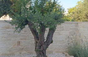 Villa Terra Nuova - Photo 3