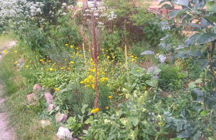 Naturlehmhaus - Foto 6